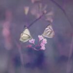 سلامه الكتبي